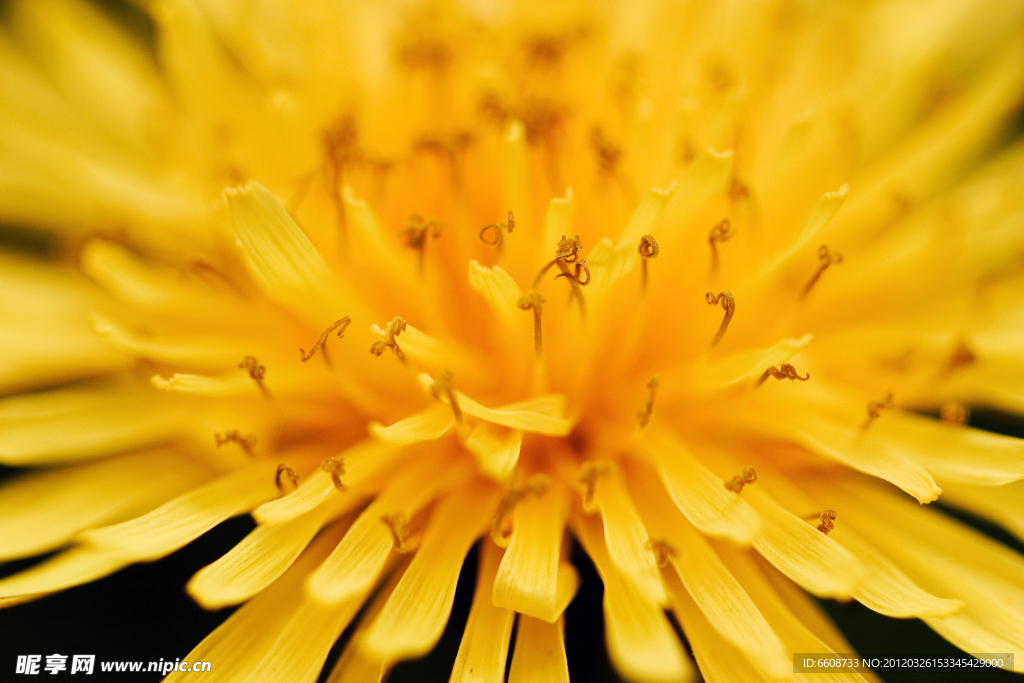 菊花鮮花