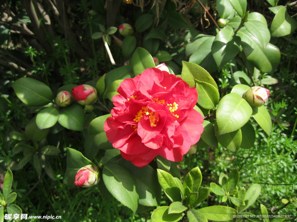 茶花