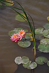 池塘 粉色莲花