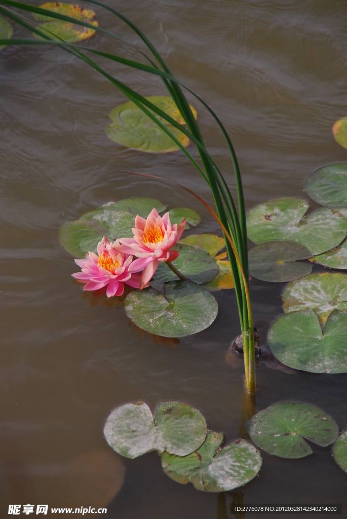 池塘 粉色莲花