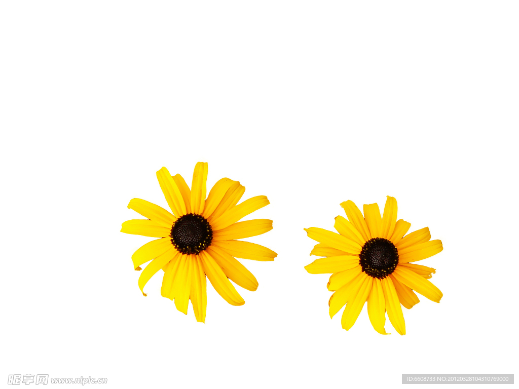鮮花小花