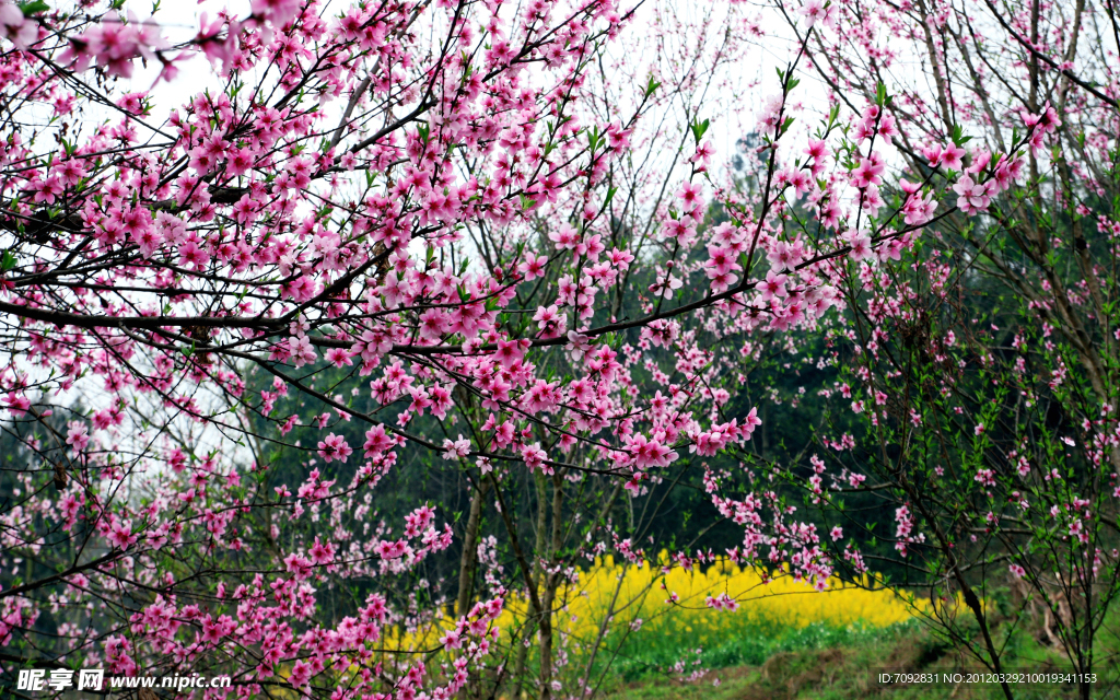 春色桃花