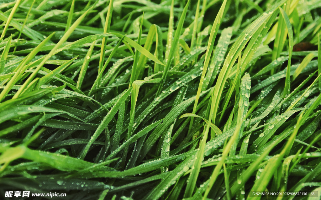 綠草 露水