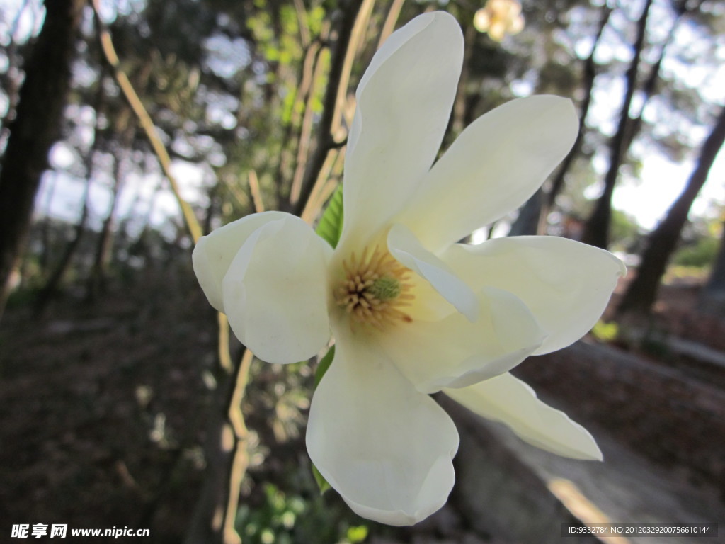 木蘭花