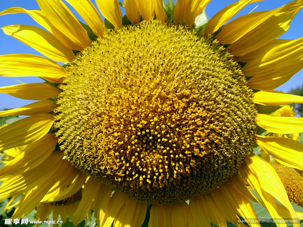 太陽花向日葵