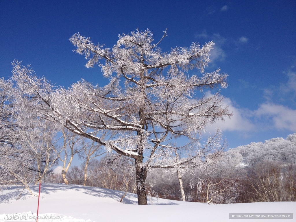 雪樹