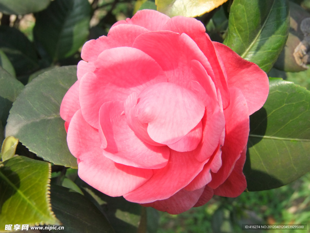 野茶花 茶花