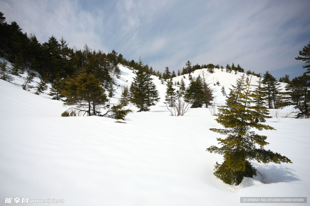 松樹 雪山