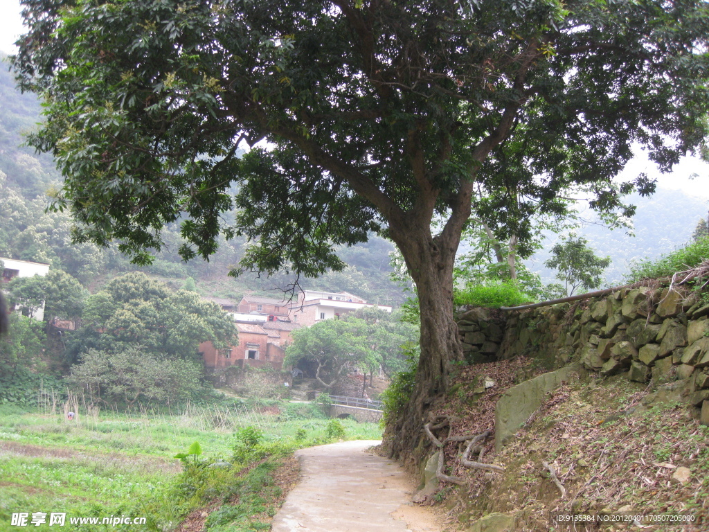 山里大樹