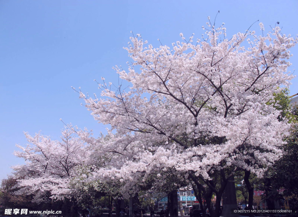 櫻花