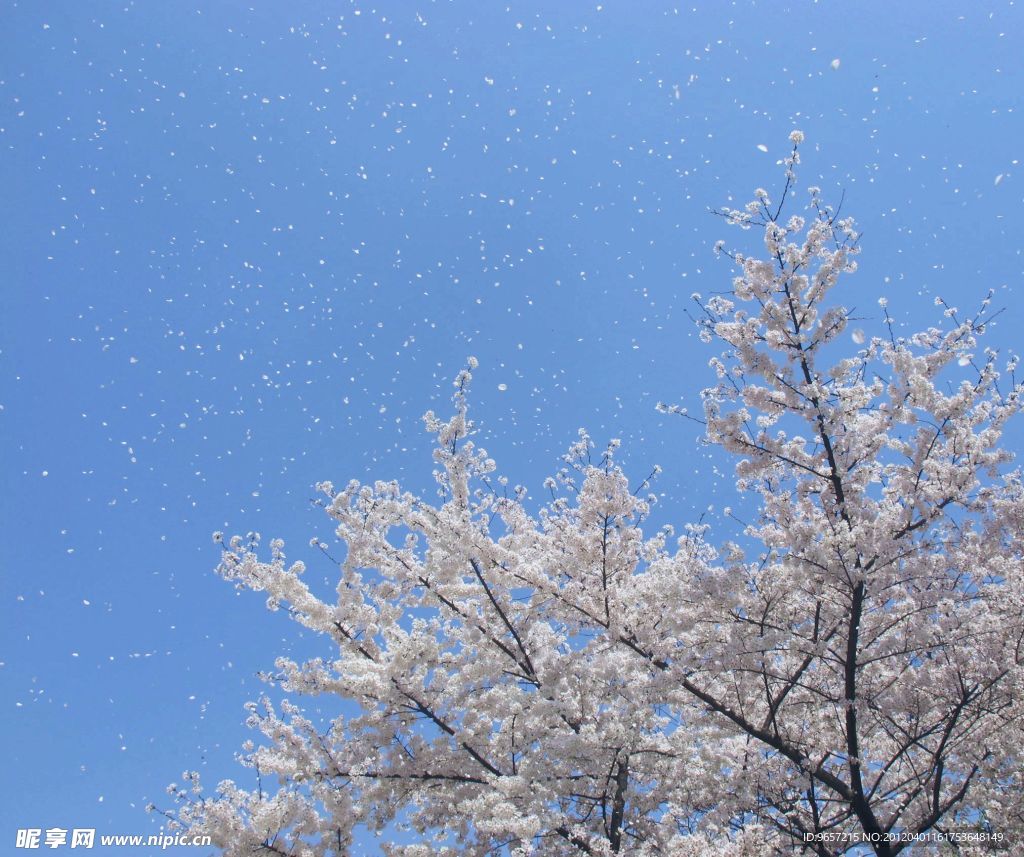 櫻花飛舞