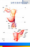 生殖解剖图