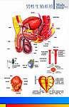 生殖解剖图