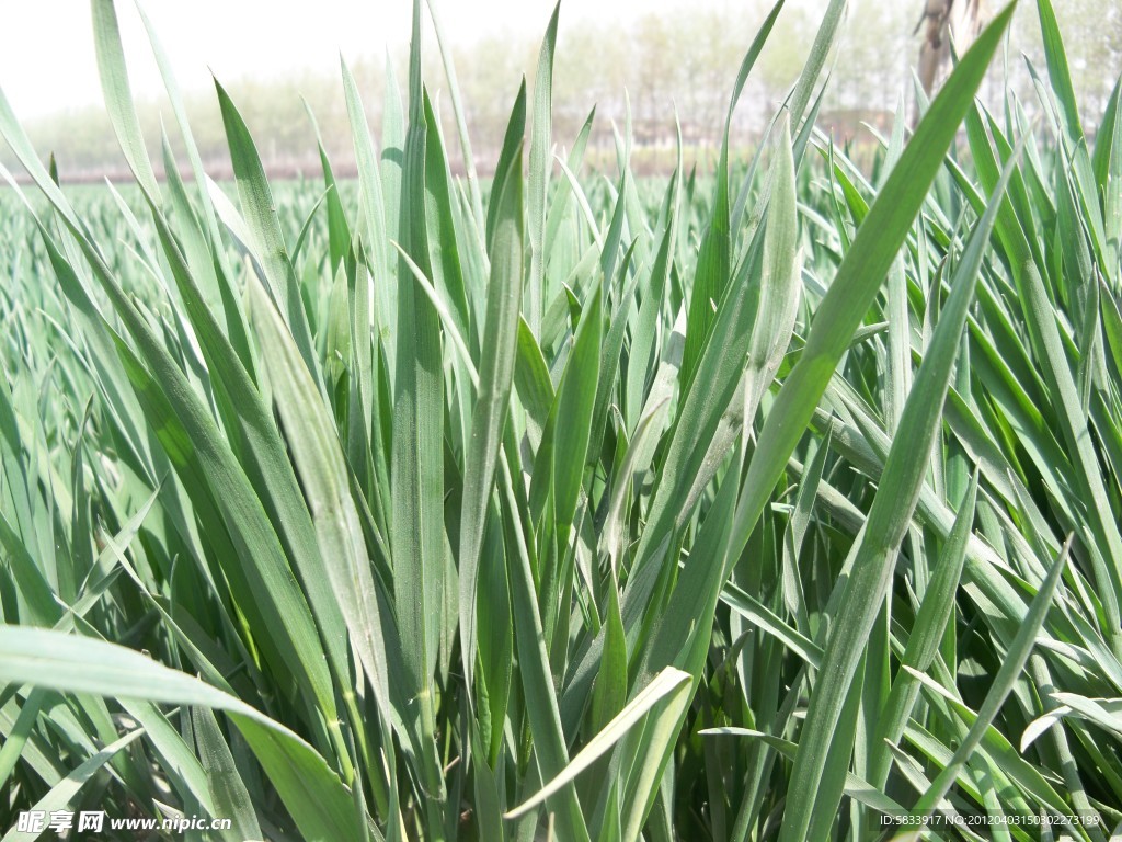 麥苗