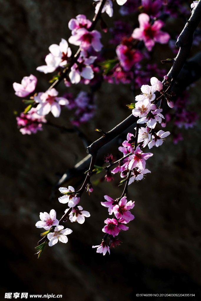 花枝俏