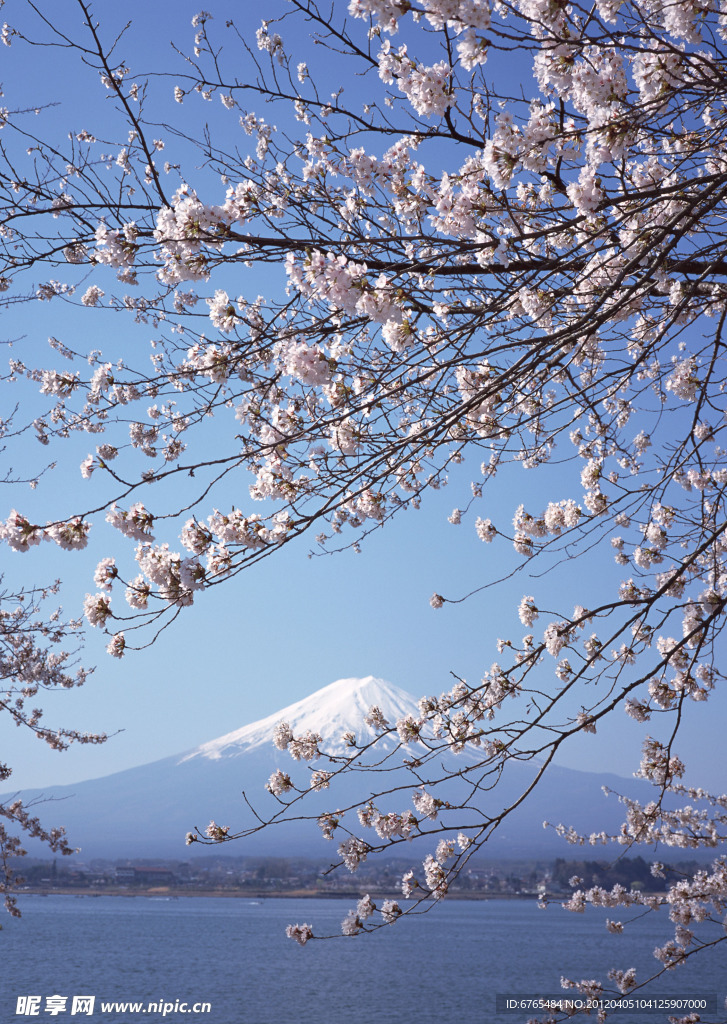 富士山 櫻花篇