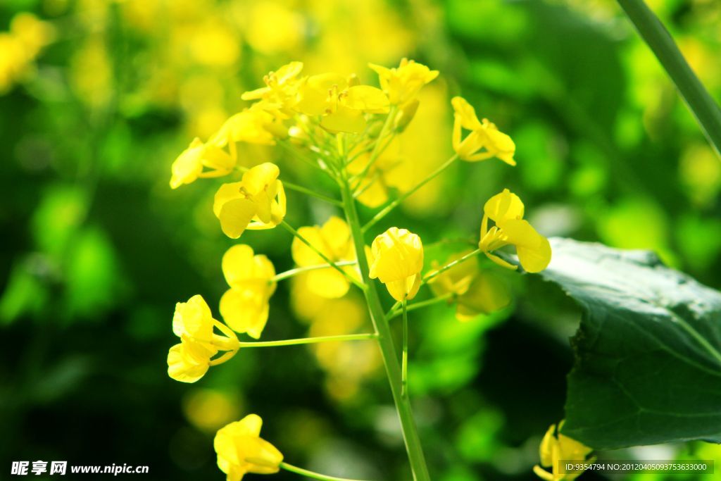 油菜花