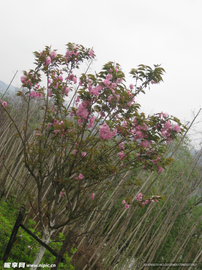贛縣櫻花