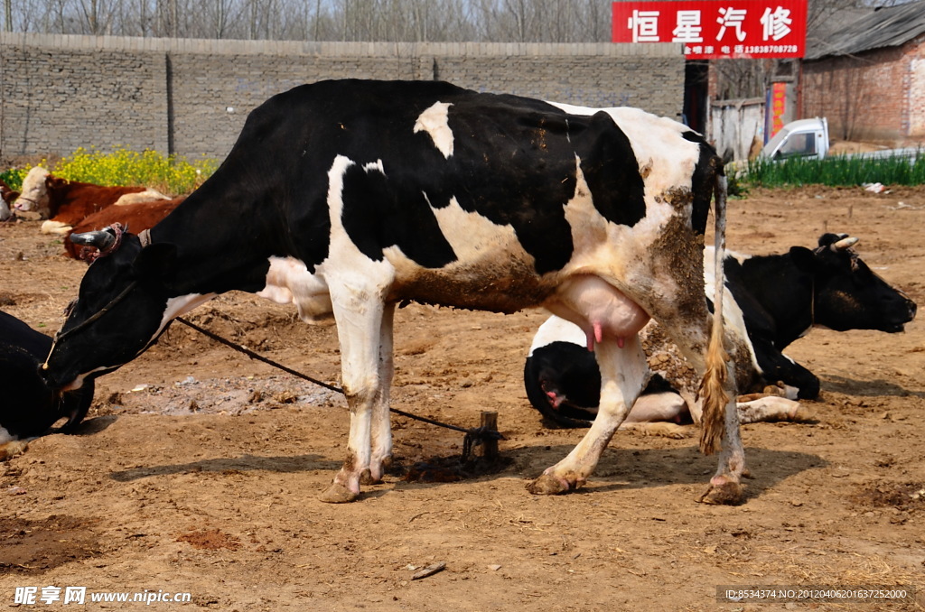新村的養(yǎng)殖
