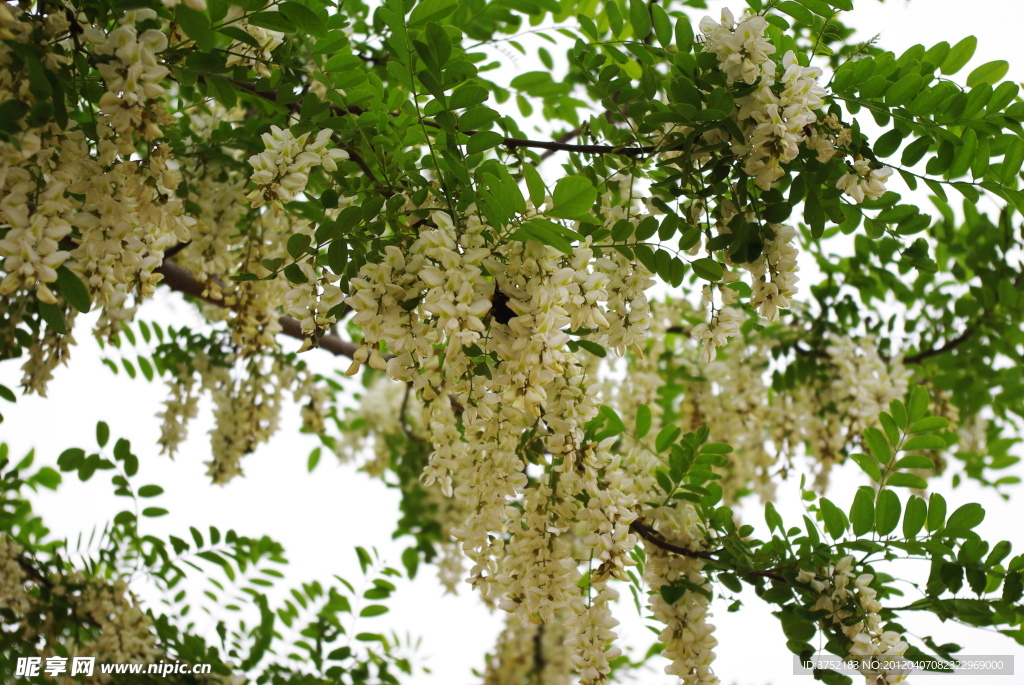 槐花