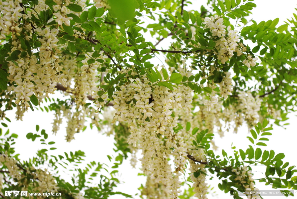 槐花