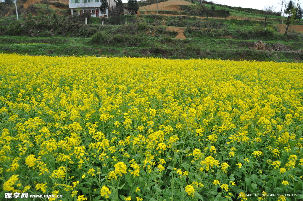 油菜花
