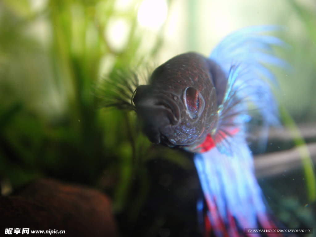 斗魚