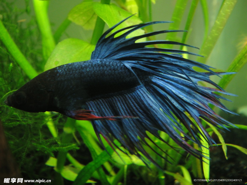 斗魚