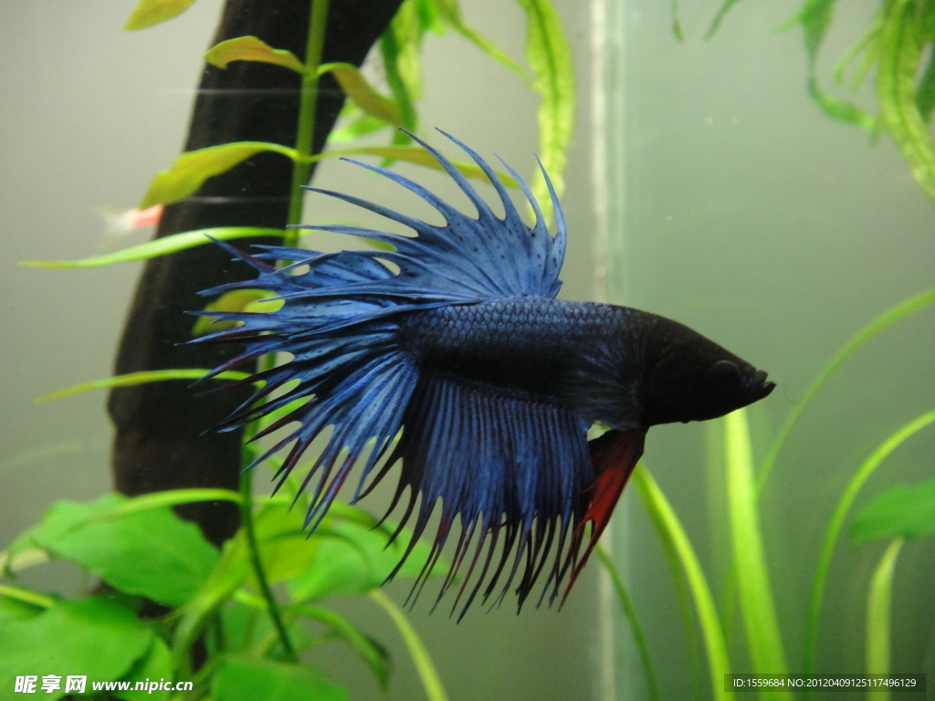 斗魚