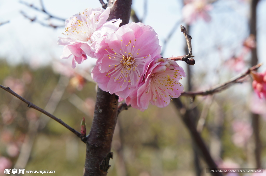 櫻花