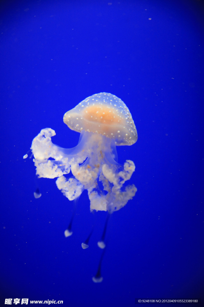 白色水母