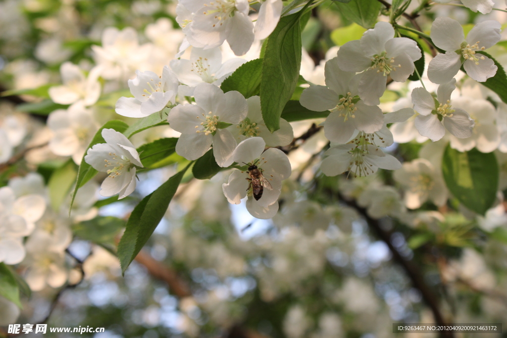 蜂戏海棠