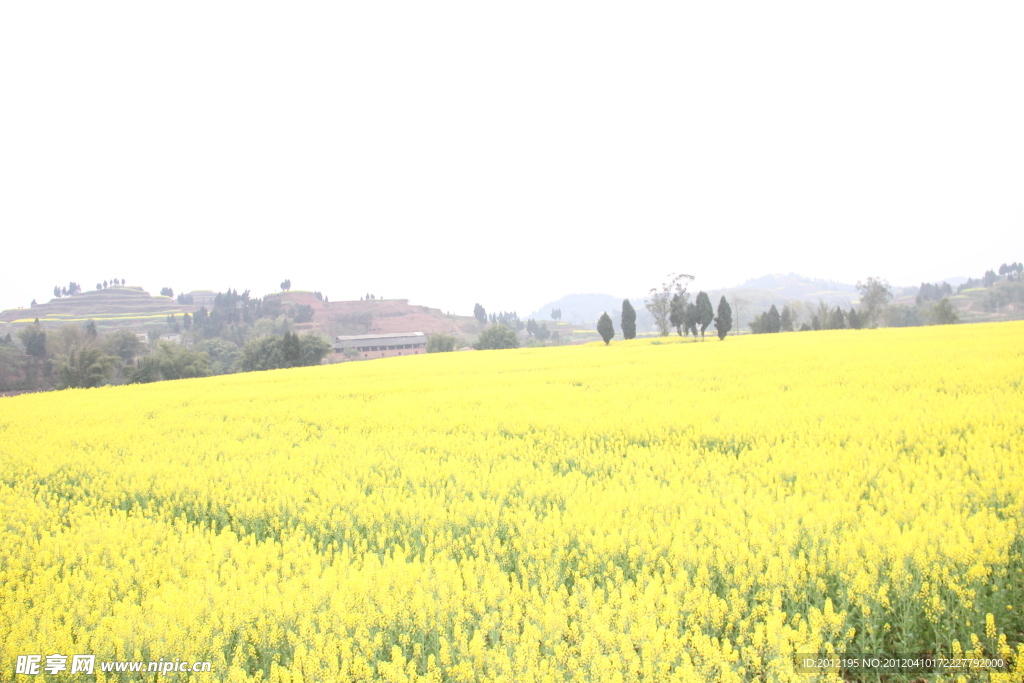 潼南陳摶故里油菜花