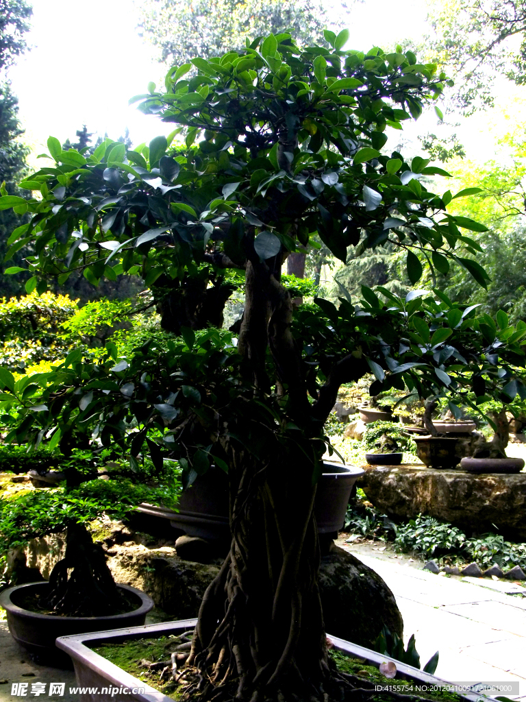 植物 盆景