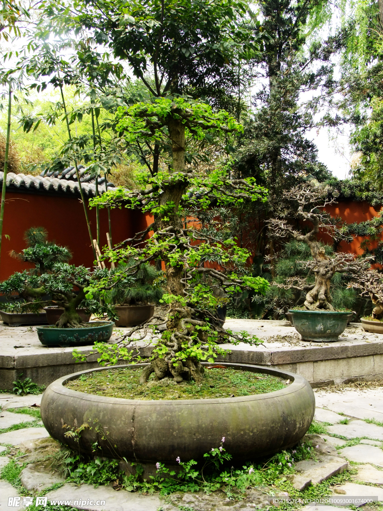 盆景