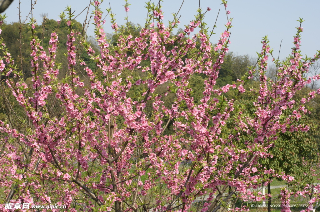 吼山 桃花節