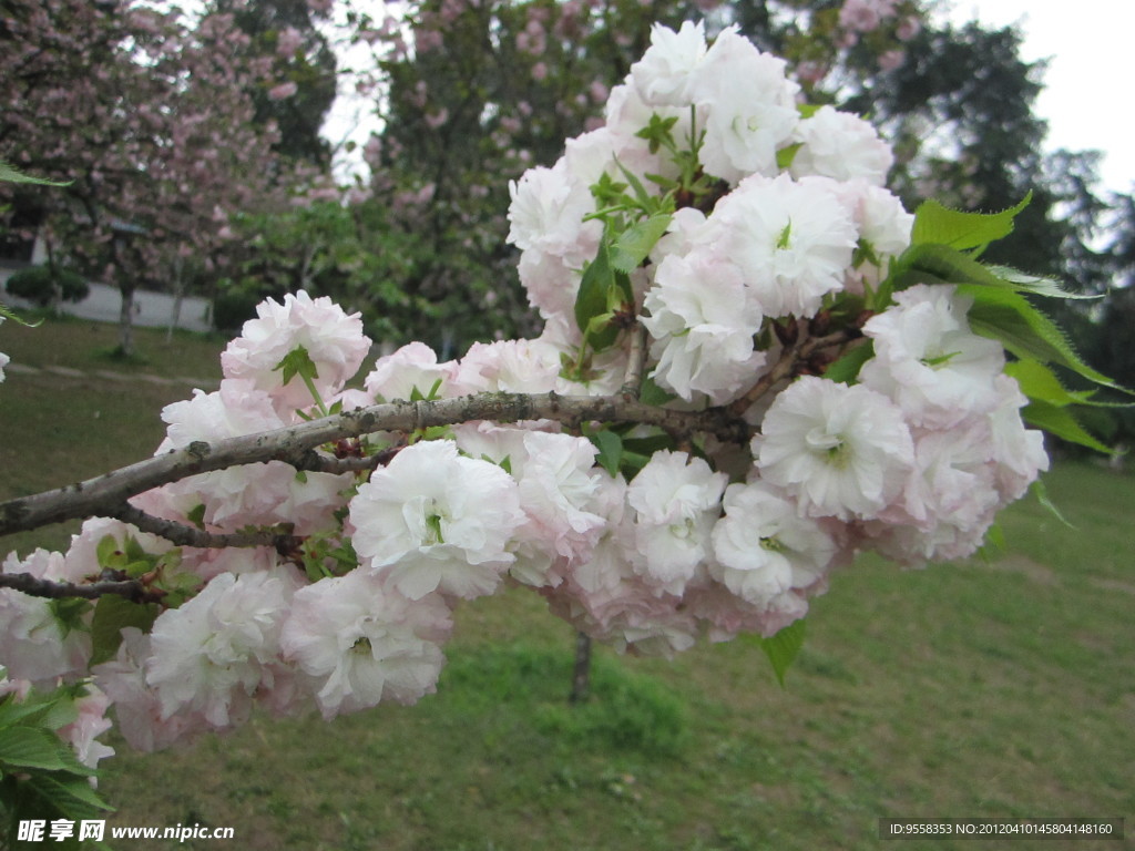 櫻花