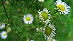野菊花