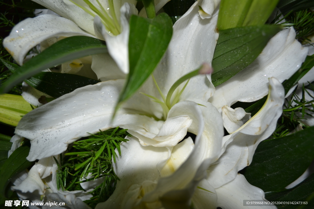 百合花
