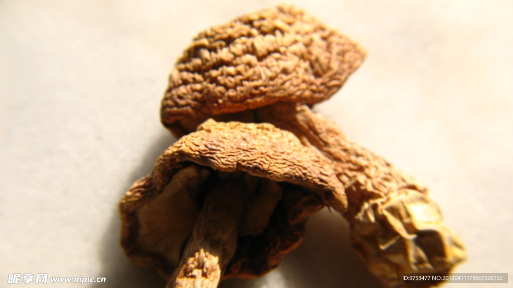 香菇