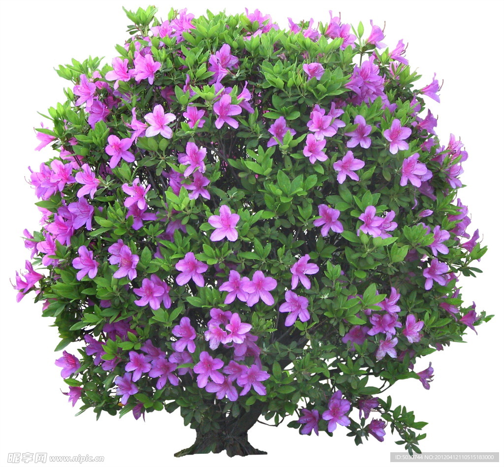 杜鵑花