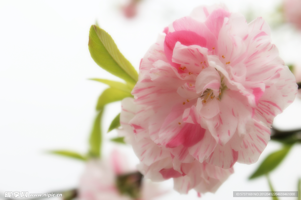櫻花
