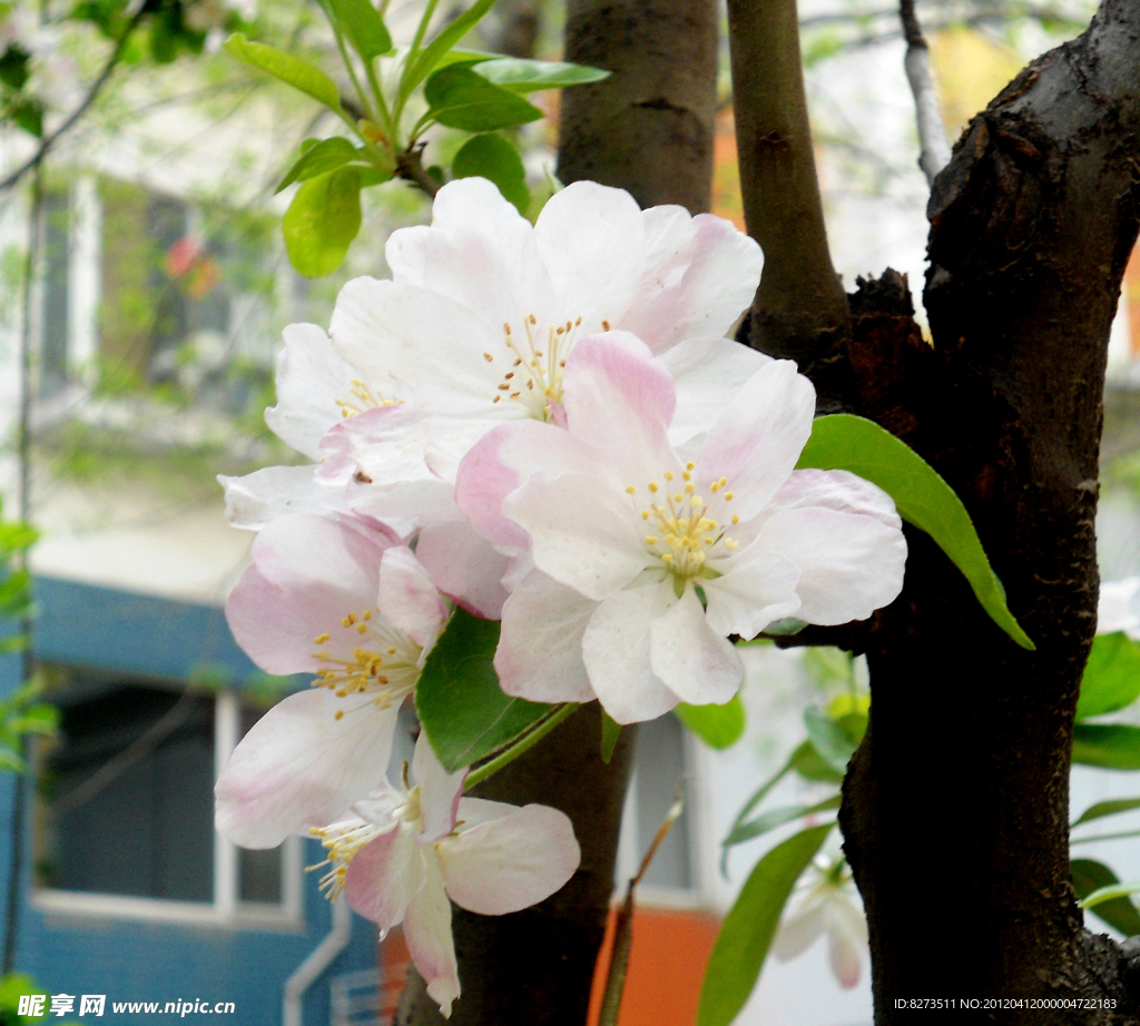 白色海棠花