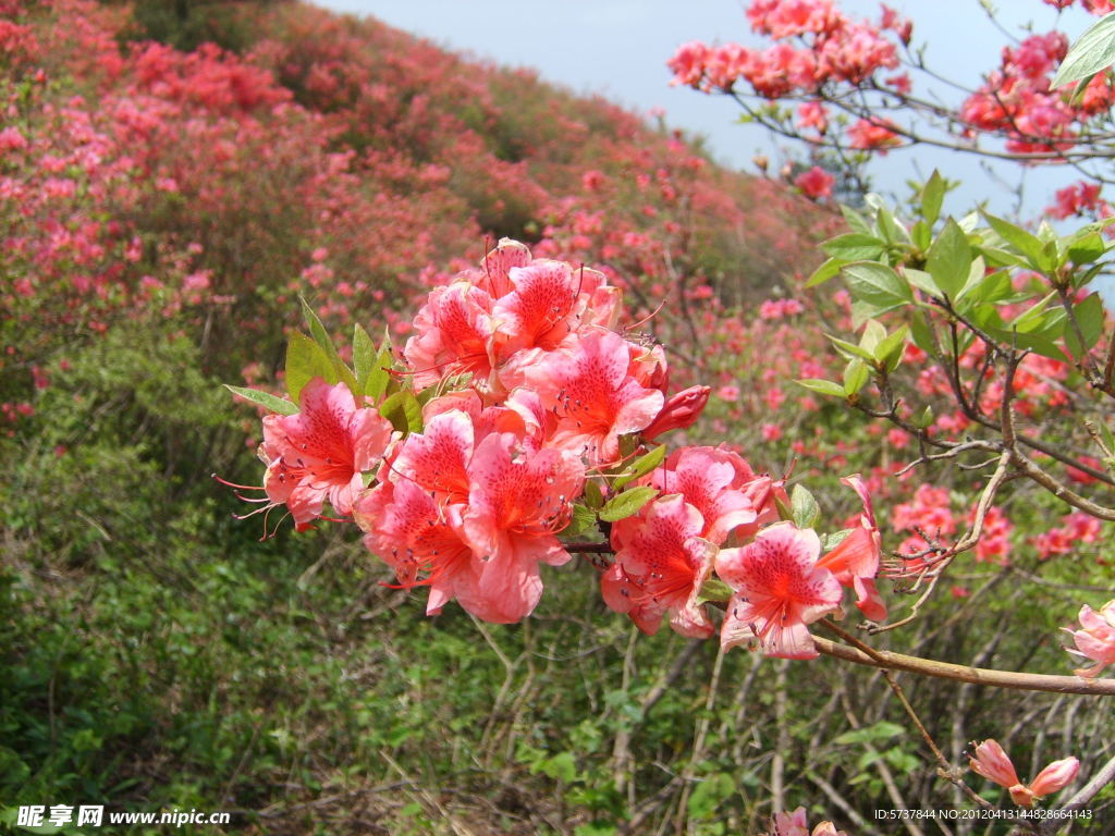 杜鵑花