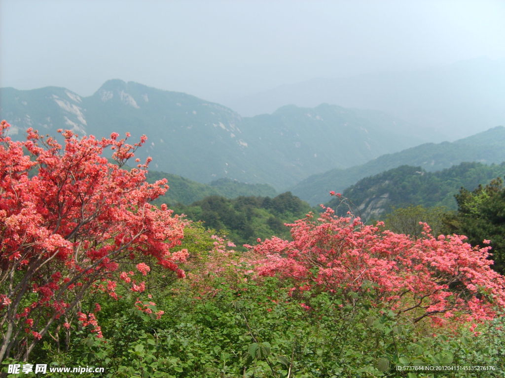 杜鵑花