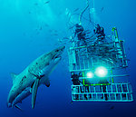 潜水员海底捕鲨