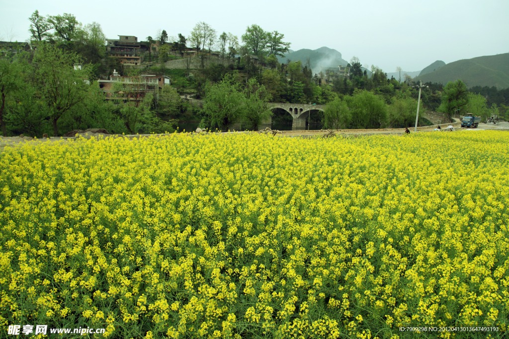 油菜花
