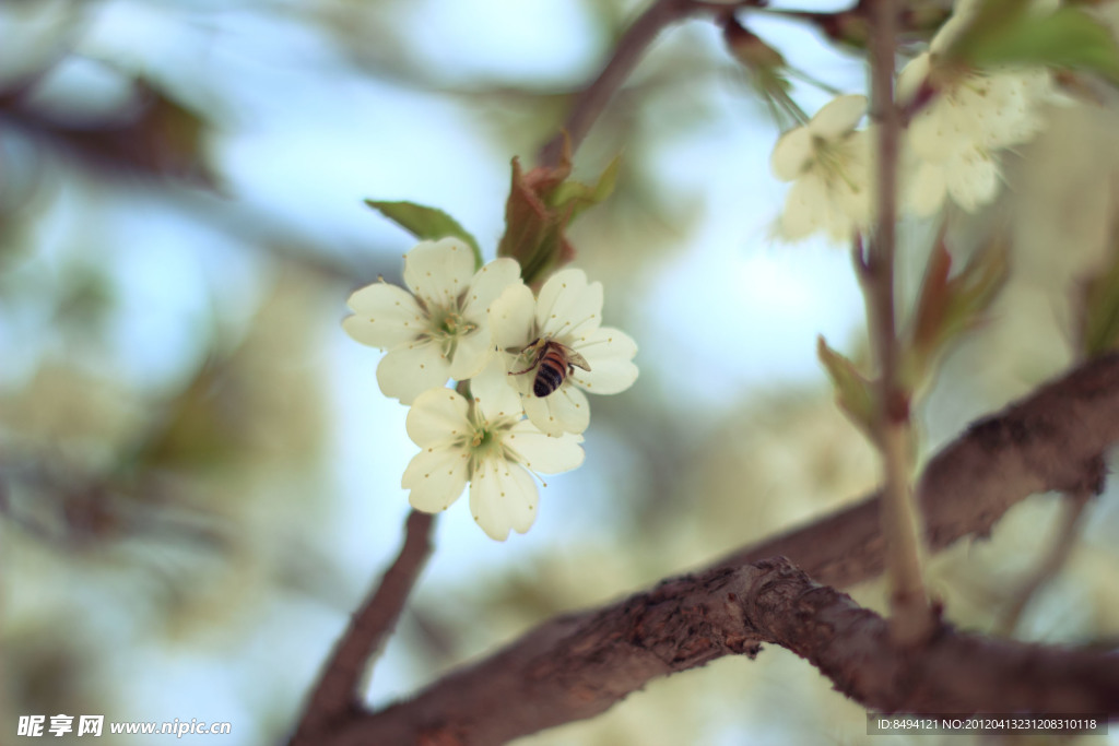 綻放 櫻桃花
