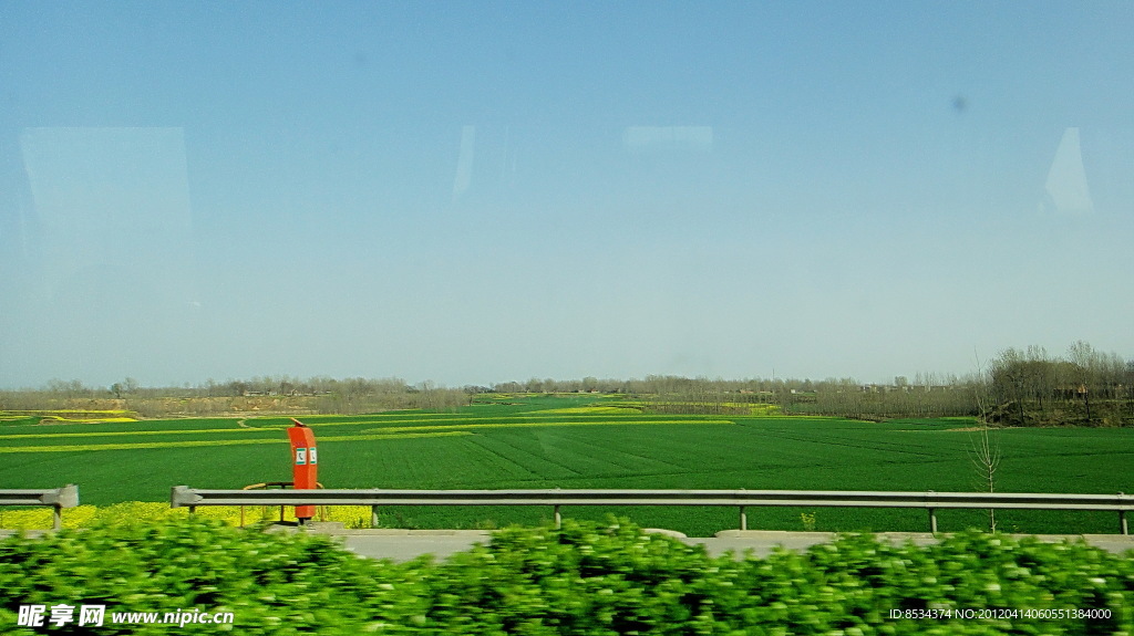 田野的菜花