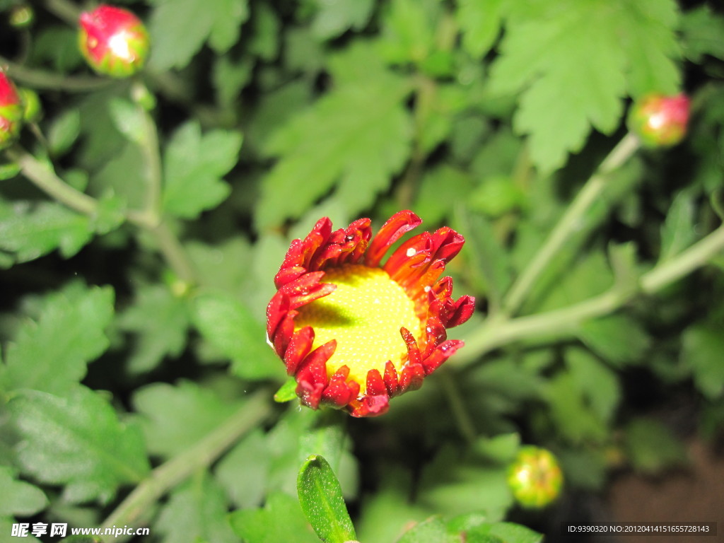 菊花